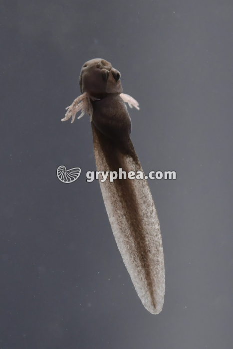 Grenouille rousse  - Tétard après éclosion - stade branchies externes - gryphea.com